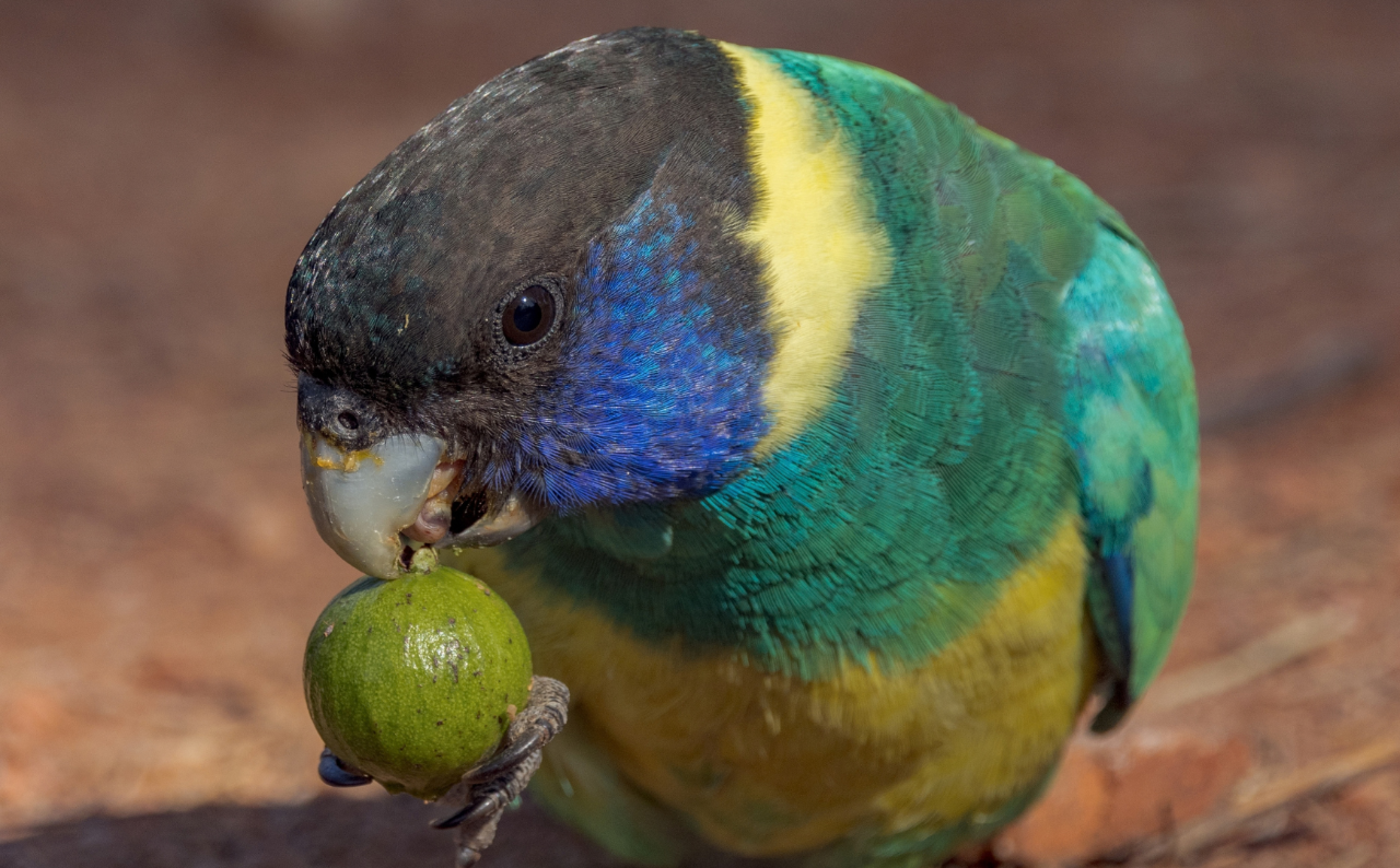 Red Centre Birding Safari