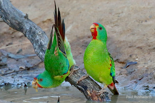 Endemic Birds of Tasmania