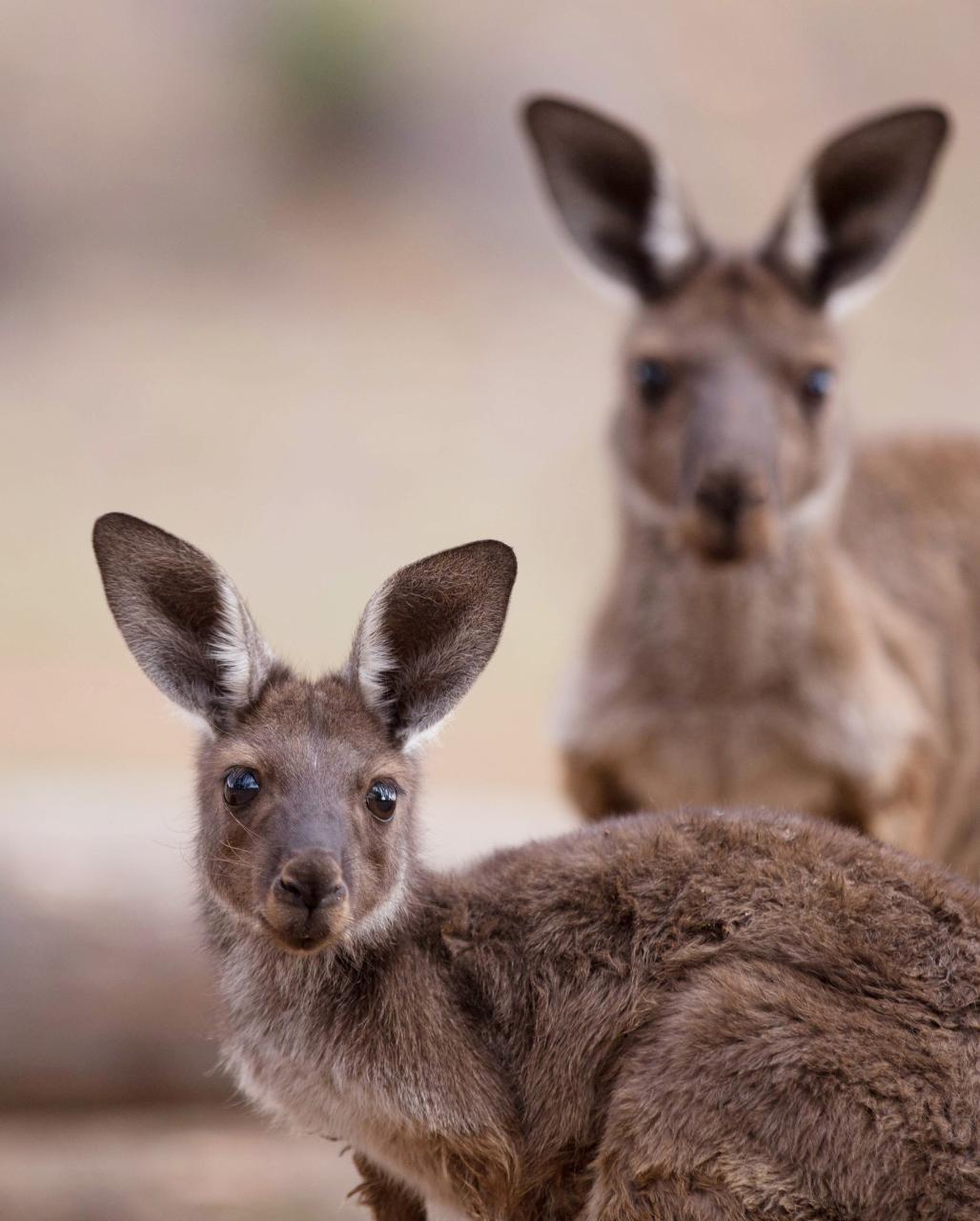 Australia Wildlife and Conservation Safari