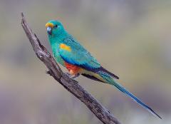 Gluepot Reserve & Bowra Sanctuary Birding Safari 