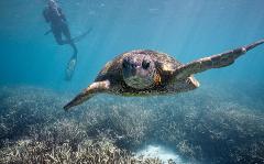 Turtle Conservation of the Southern Great Barrier Reef