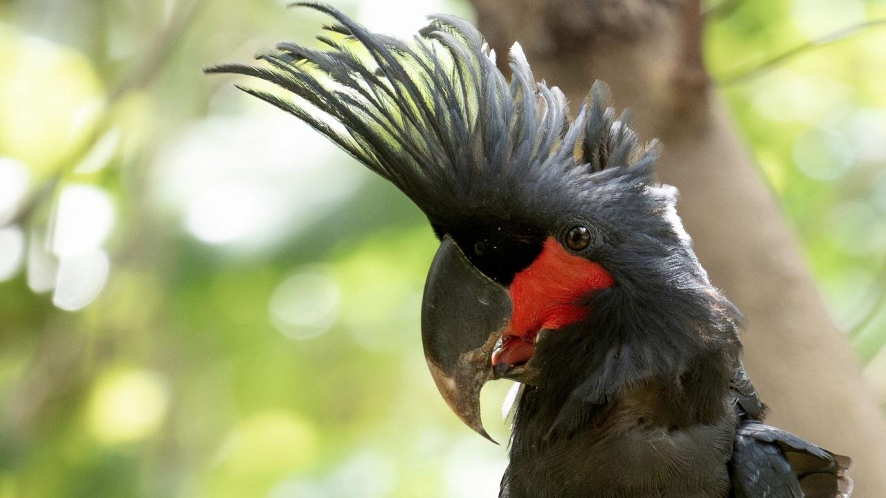 Cape York Birdwatching Safari