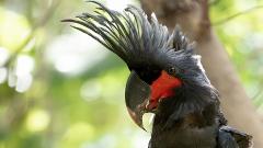 Cape York Birdwatching Safari