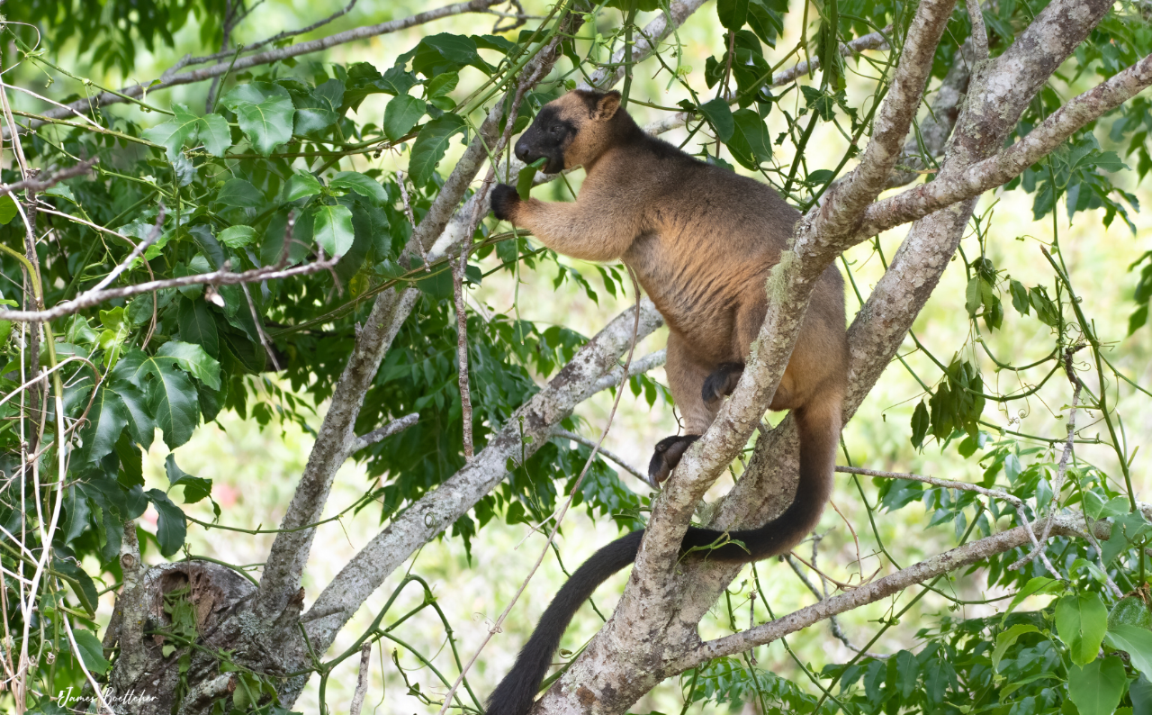 Ultimate Wildlife Safari North Queensland