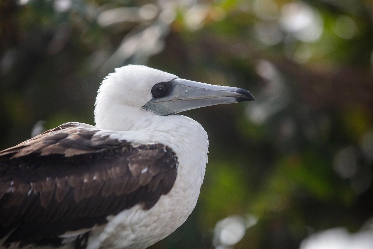 Christmas Island Bird & Nature Week 2024