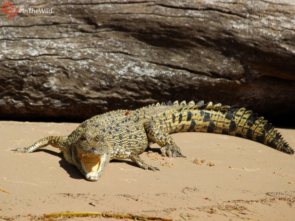 Kakadu Wildlife Adventure - an exclusive Australian Geographic travel experience