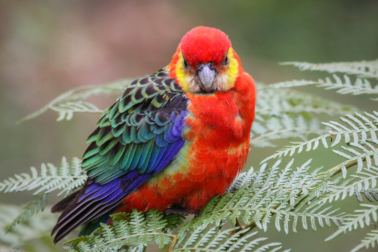 Endemic Birds of Southwest WA