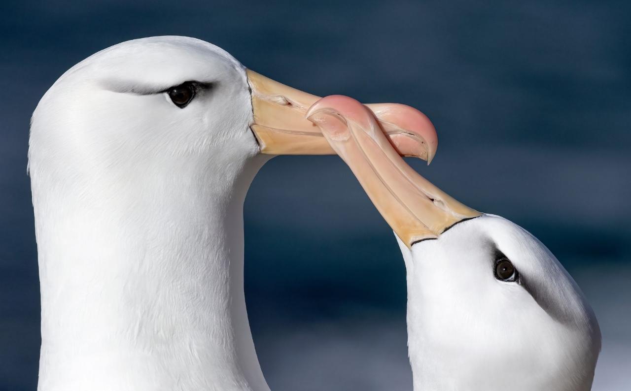 Birding New Zealand - South Island