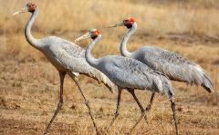 Gulf Country & Tropical Savannah Birding Tour