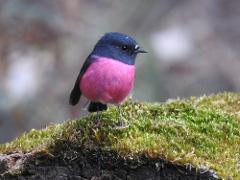 Bruny Island Birding & Wildlife Tour, Tasmania