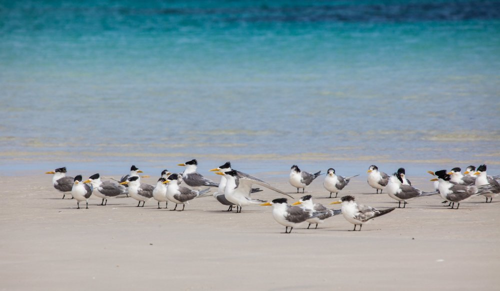 Southern Eyre Peninsula Bird Watching Tour, South Australia