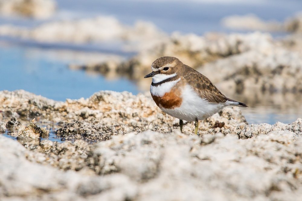 Southern Eyre Peninsula Bird Watching Tour, South Australia