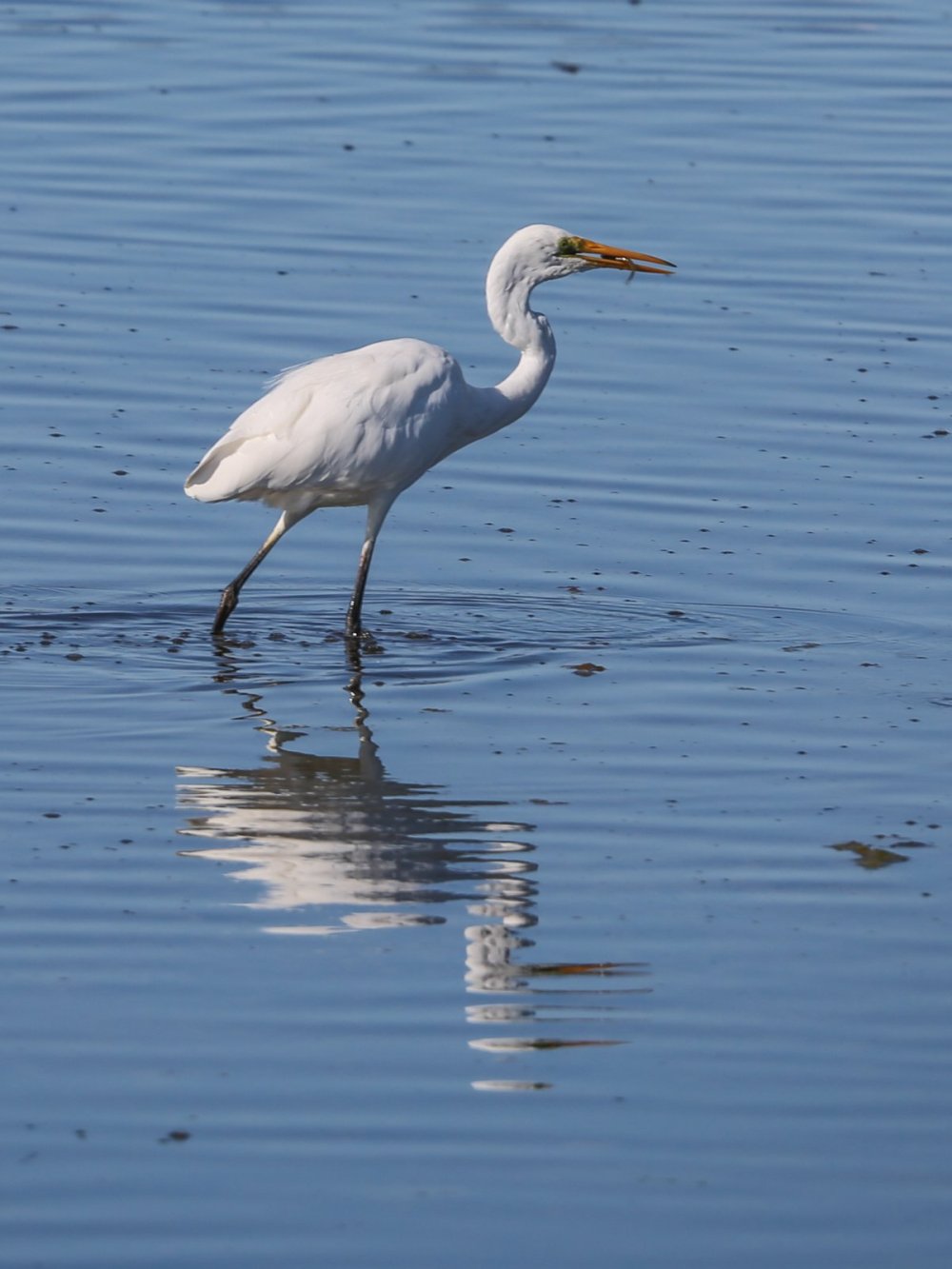 Southern Eyre Peninsula Bird Watching Tour, South Australia