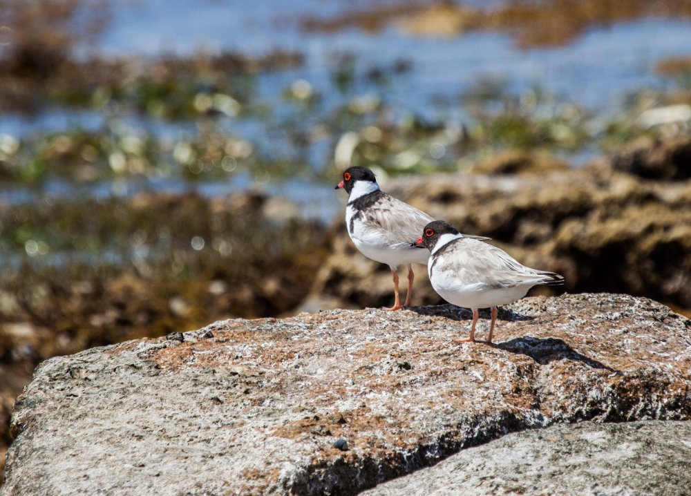 Southern Eyre Peninsula Bird Watching Tour, South Australia