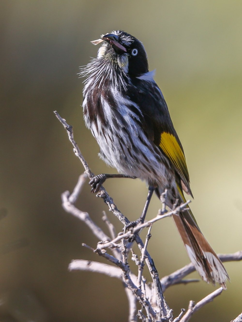 Southern Eyre Peninsula Bird Watching Tour, South Australia