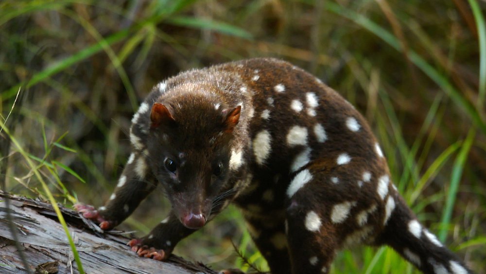 Ultimate Wildlife Safari North Queensland