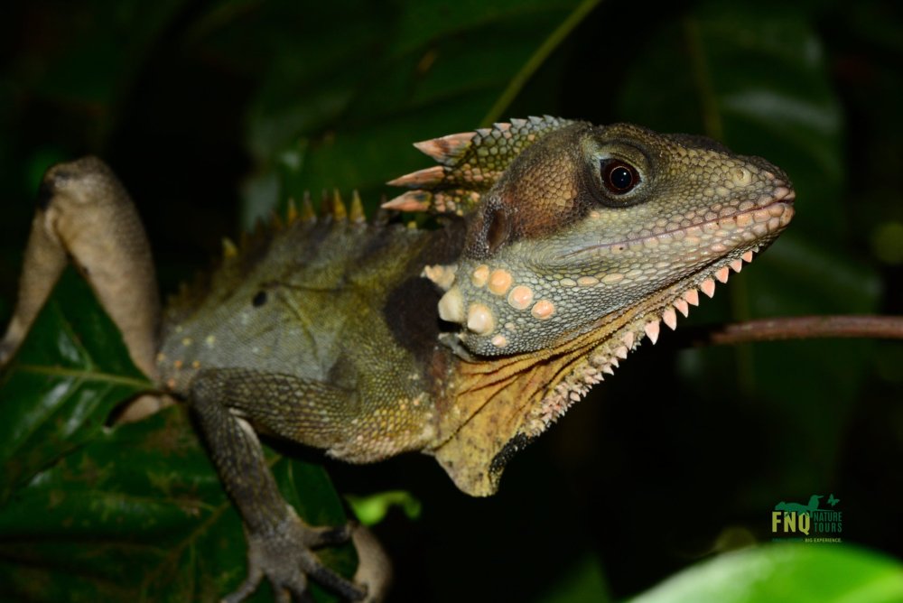 Far North Queensland, Wildlife & Conservation Safari