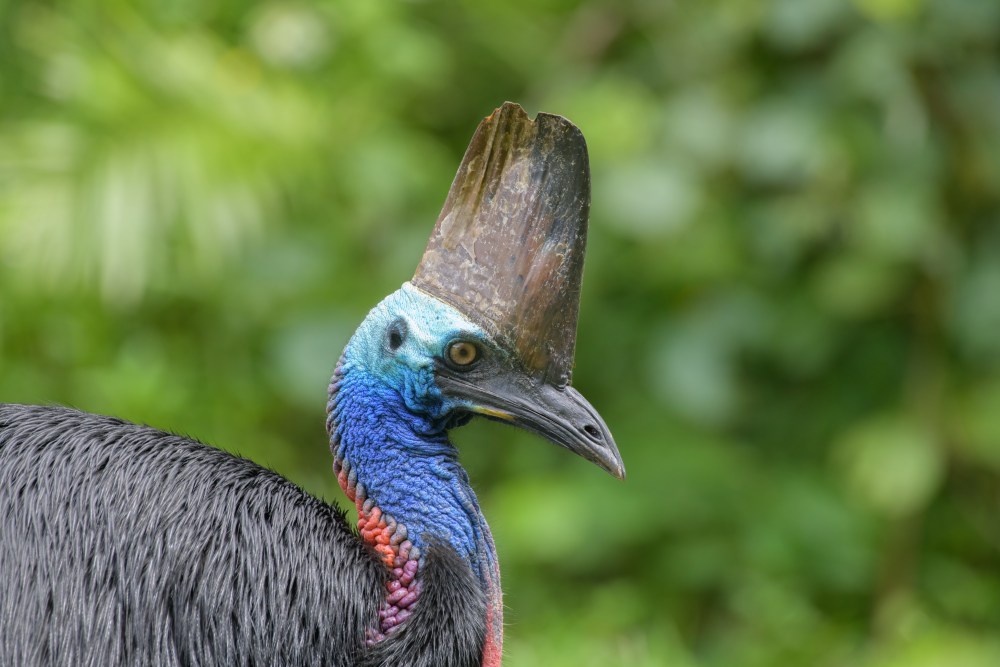 Far North Queensland, Wildlife & Conservation Safari