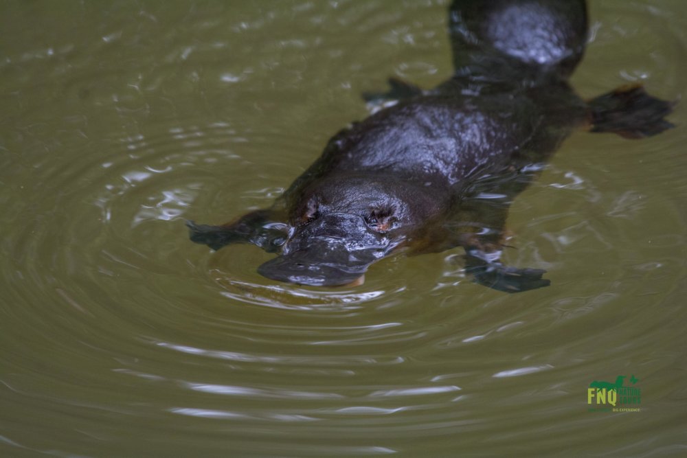 Far North Queensland, Wildlife & Conservation Safari