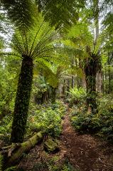 Tarkine Tasmania exclusive Photography Workshop with Cameron Blake