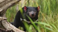 Tasmanian Highlights: Devils, Wombats and World Heritage