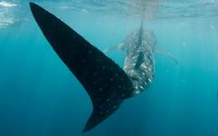 Island birds & whale sharks OR Humpback whales & Ningaloo Reef – WA wildlife and conservation tours –