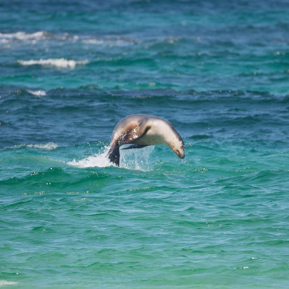 Kangaroo Island Photography Safari, South Australia