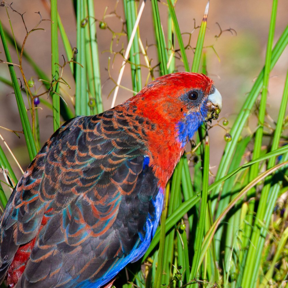 Kangaroo Island Photography Safari, South Australia