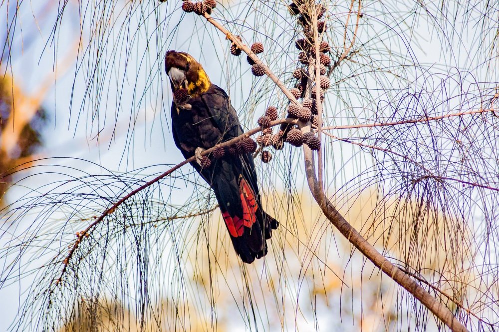 Kangaroo Island Photography Safari, South Australia