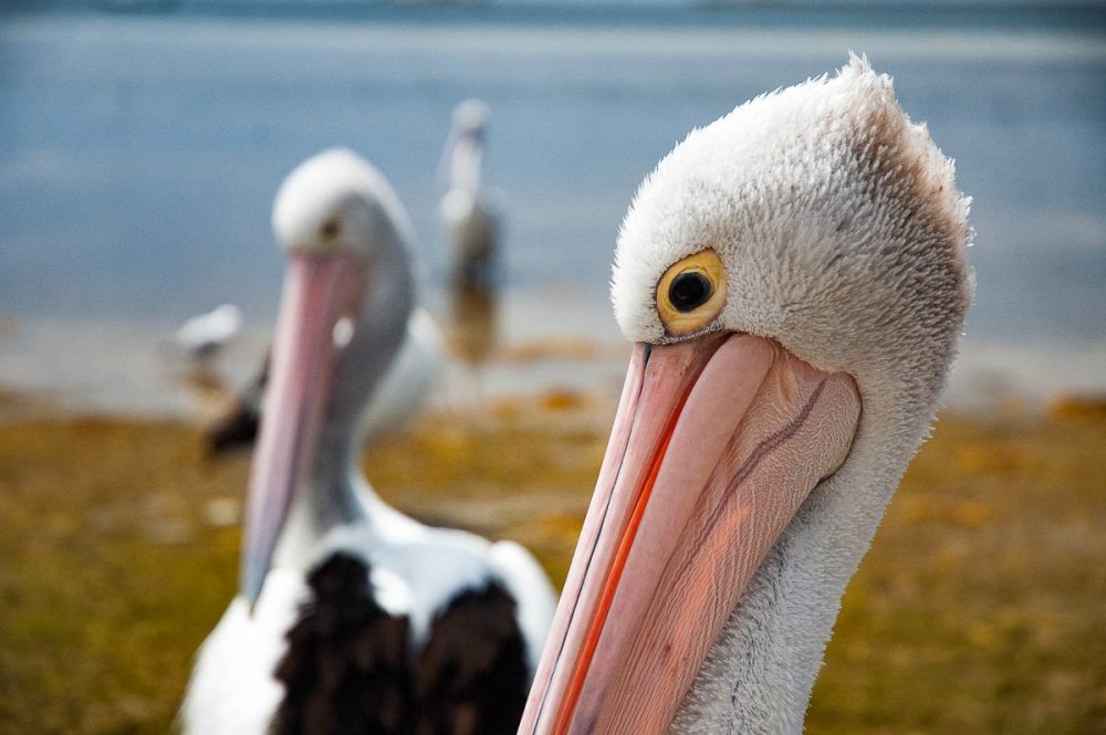 Kangaroo Island Photography Safari, South Australia