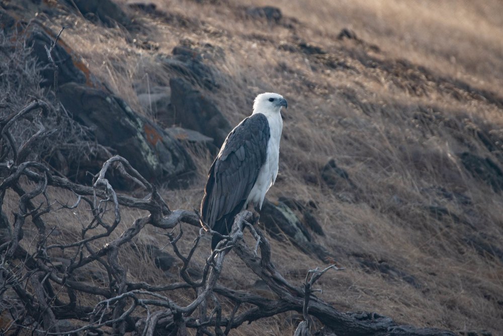 Kangaroo Island Photography Safari, South Australia