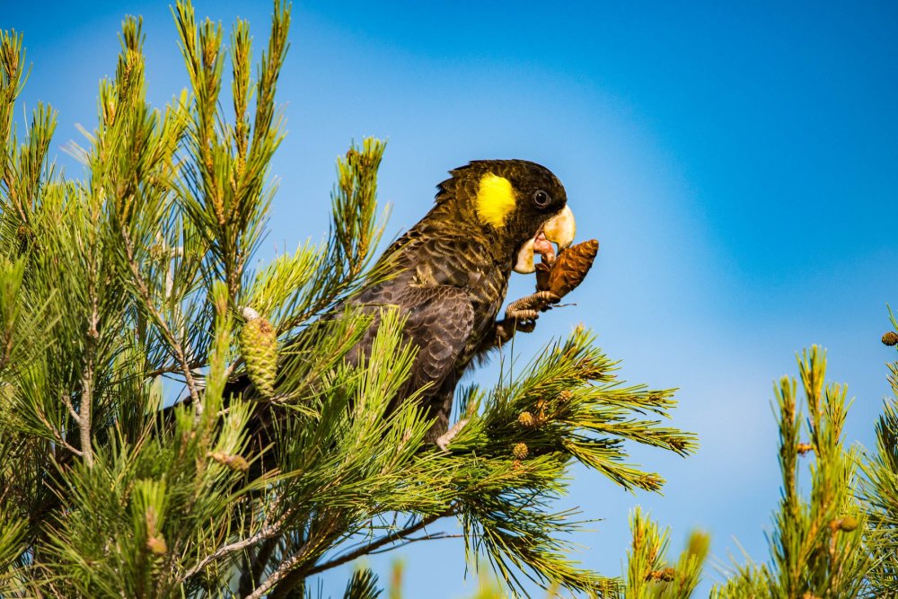 Kangaroo Island Photography Safari, South Australia