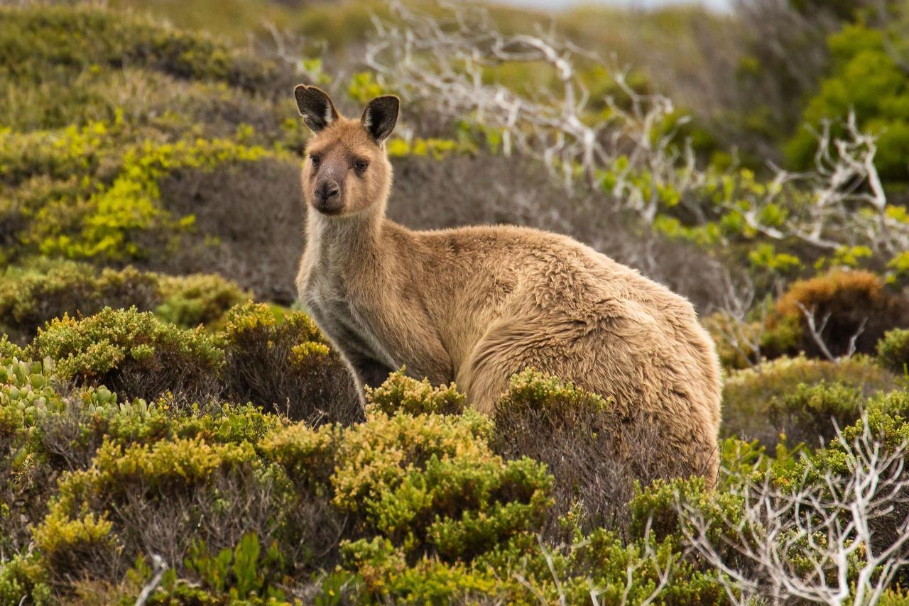 Australian Nature and Wildlife Safari Private Tour