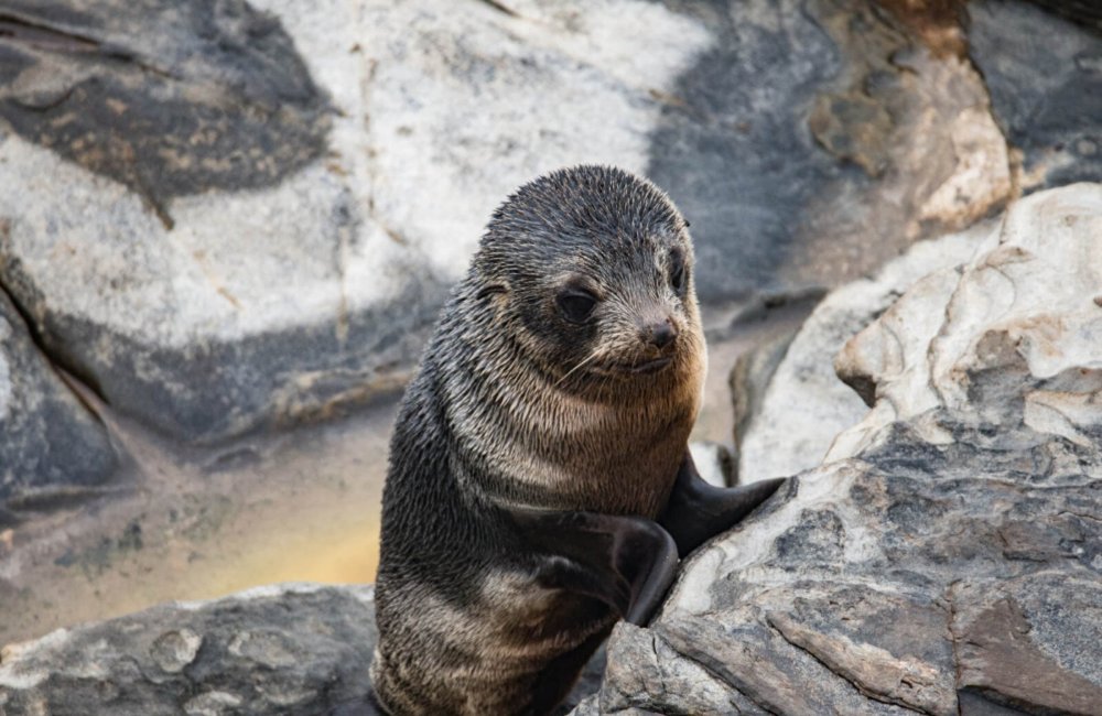Kangaroo Island Photography Safari, South Australia