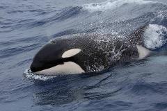 Orcas, Numbats & Birds of the South West - an exclusive Australian Geographic Wildlife Adventure