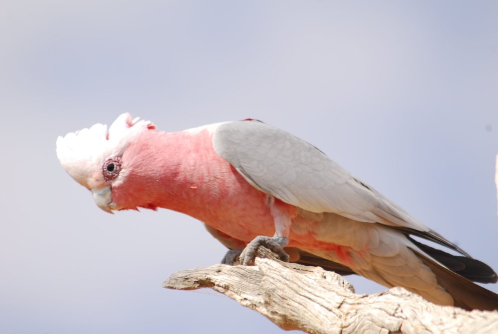Eyre Peninsula, South Australia – From the outback to the ocean