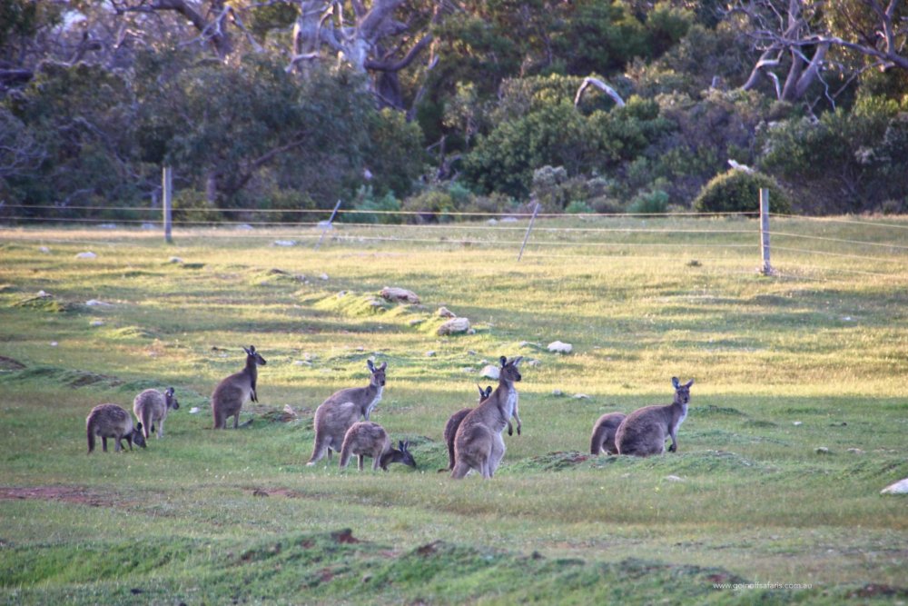 Eyre Peninsula, South Australia – From the outback to the ocean