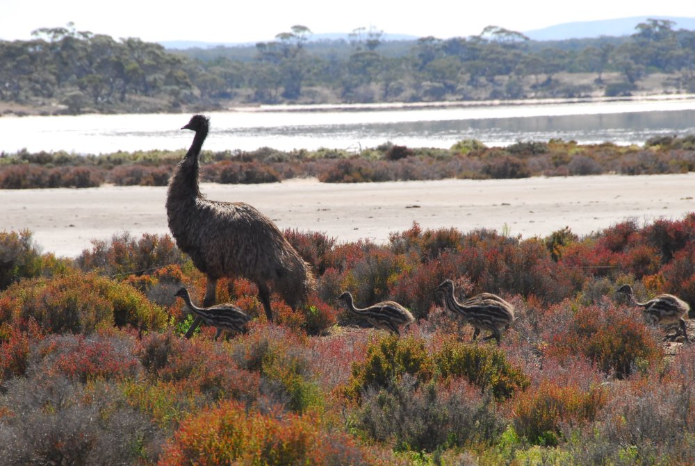 Eyre Peninsula, South Australia – From the outback to the ocean