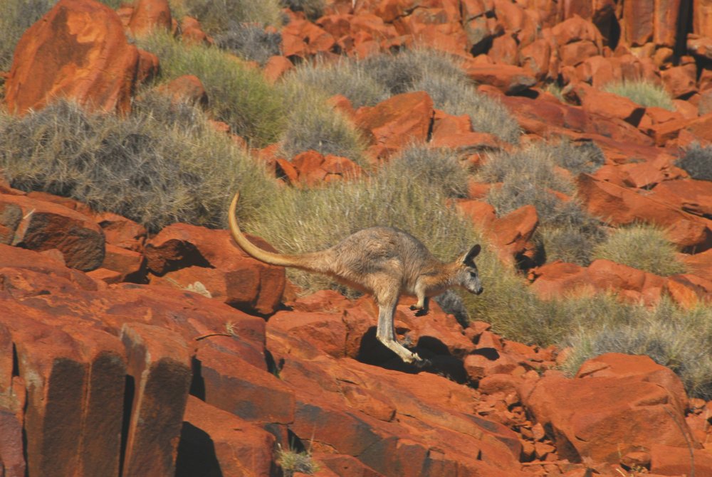 Eyre Peninsula, South Australia – From the outback to the ocean