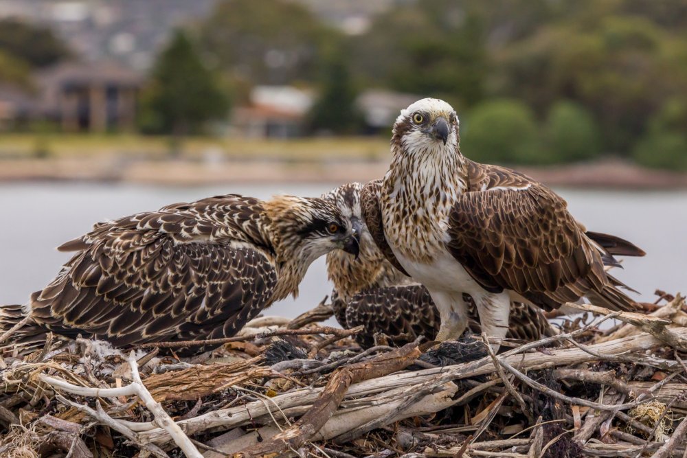 Port Lincoln & Coffin Bay Photography Tour, South Australia