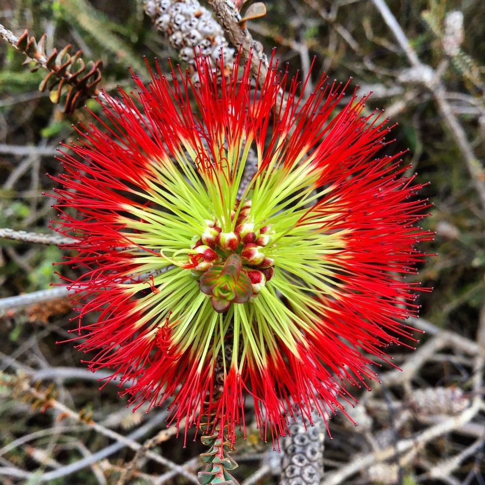 Walking with Wildflowers – Fitzgerald Biosphere & Stirling Ranges, Western Australia