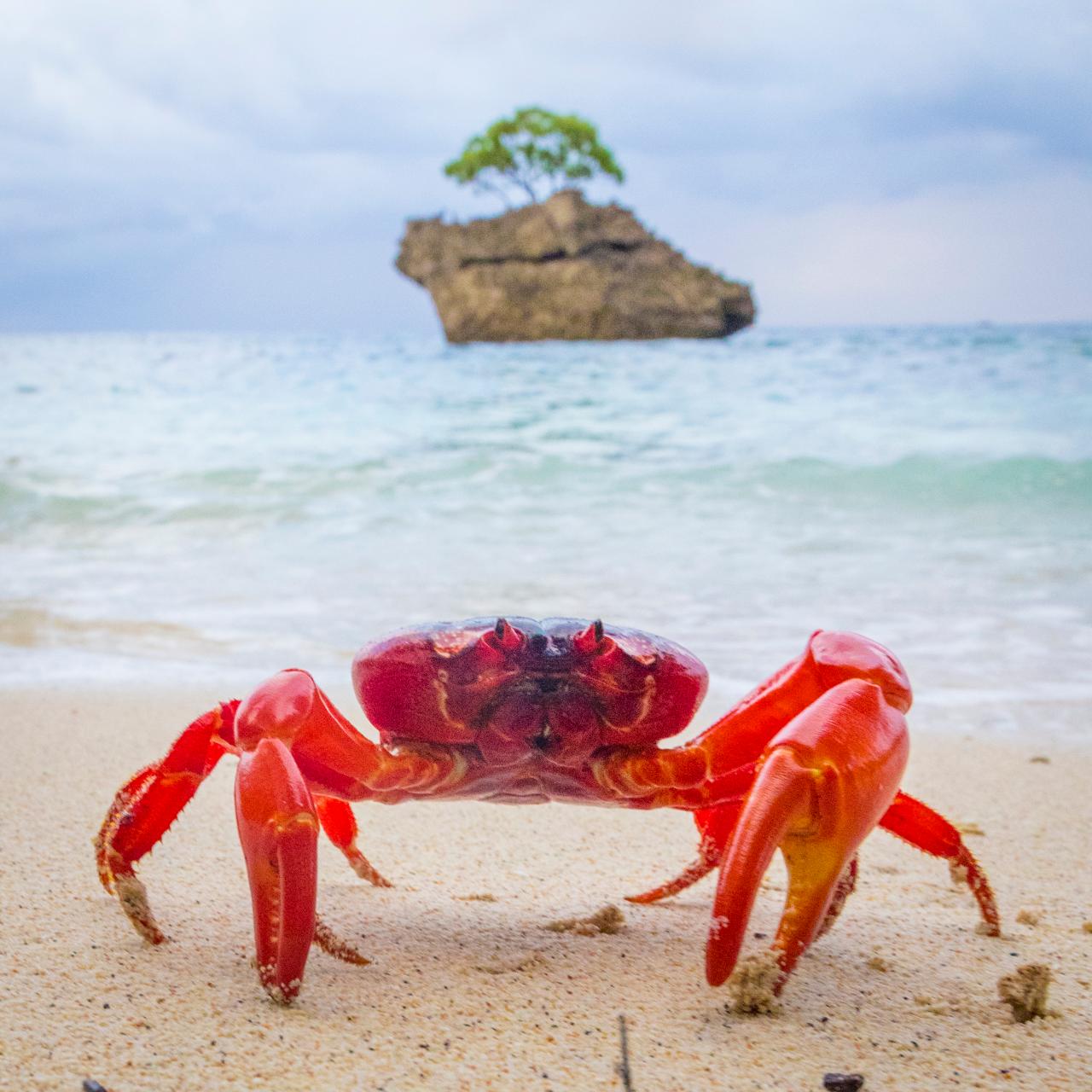 Christmas Island Nature Wonders & Crabs Spawning Experience