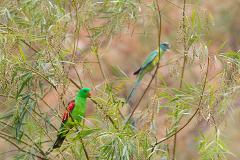 Birds of Channel Country Outback Safari