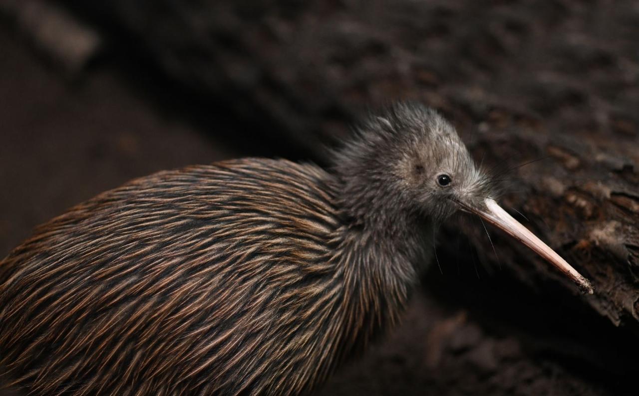 Birding New Zealand - North Island