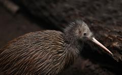Birding New Zealand - North Island