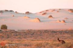 Mungo Outback & Conservation Journey, Victoria & New South Wales