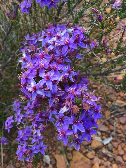 Walking with Wildflowers – Fitzgerald Biosphere & Stirling Ranges, Western Australia