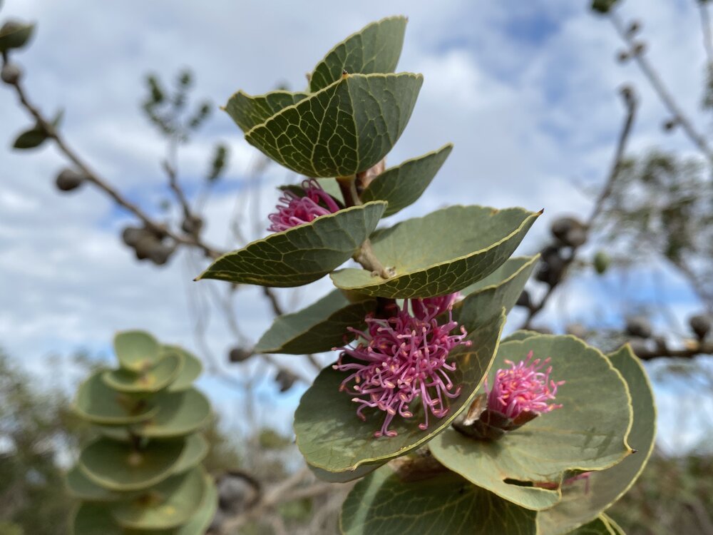 Walking with Wildflowers – Fitzgerald Biosphere & Stirling Ranges, Western Australia
