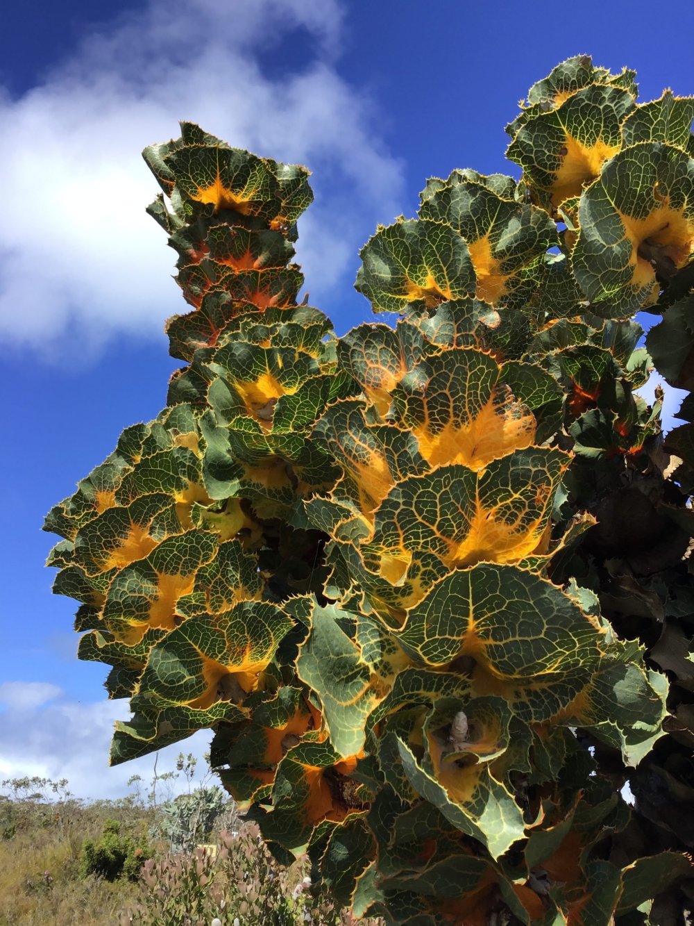 Walking with Wildflowers – Fitzgerald Biosphere & Stirling Ranges, Western Australia