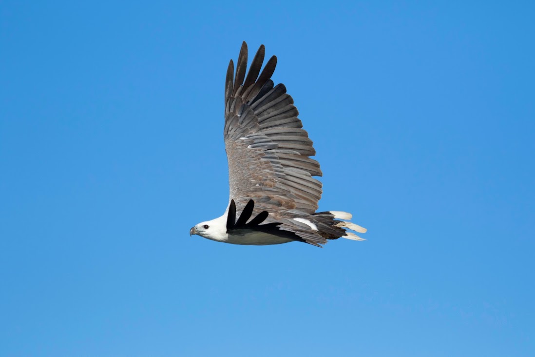 Birding & Wildlife Conservation Journey, East Gippsland Victoria